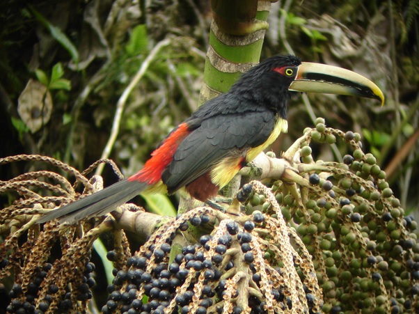 ecuadorbirdphotographytours