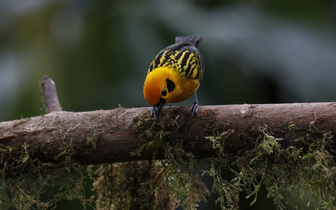 ecuadorbirdphotographytours