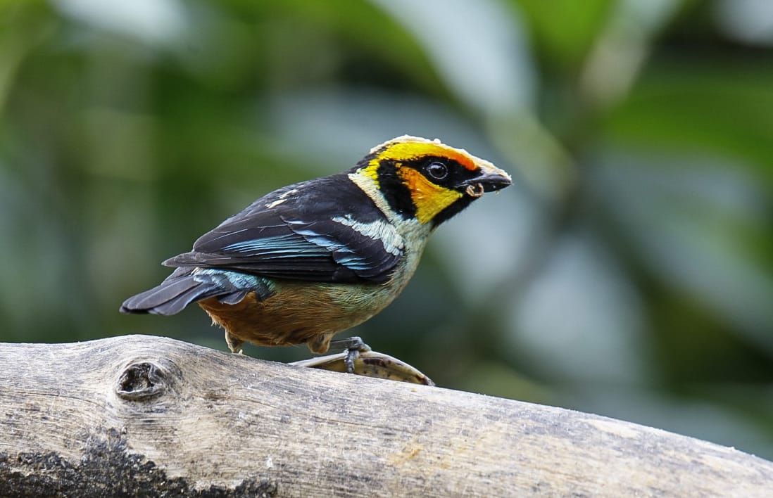 ecuadorbirdphotographytours