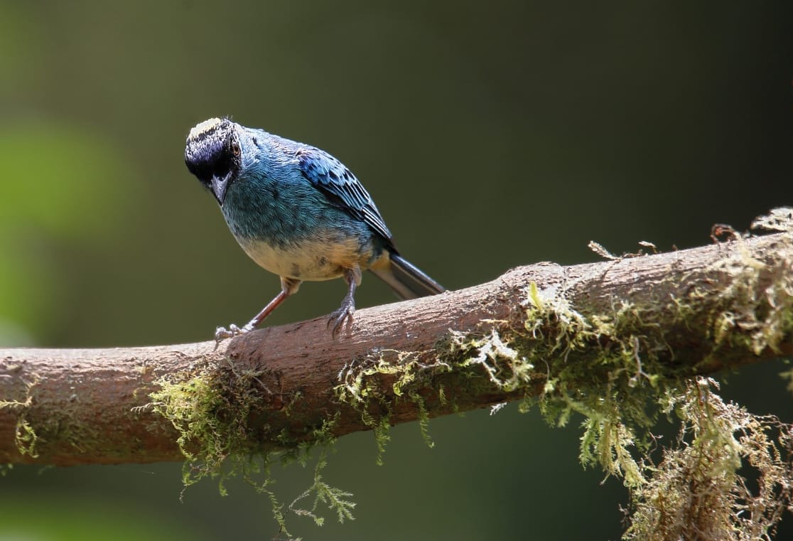 ecuadorbirdphotographytours