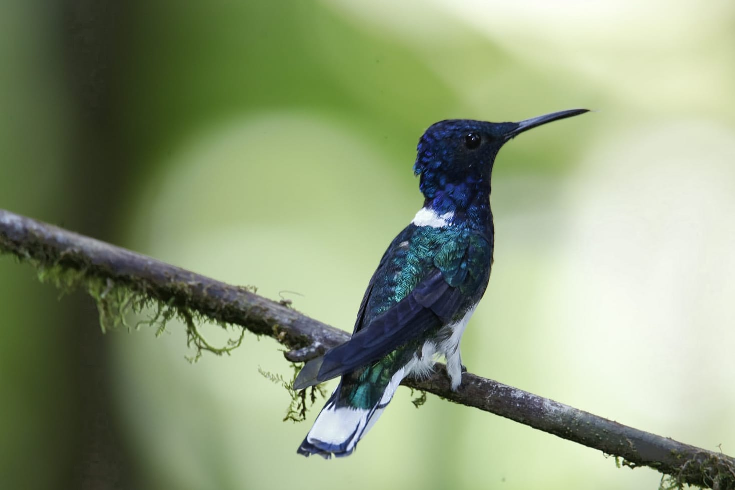 ecuadorbirdphotographytours