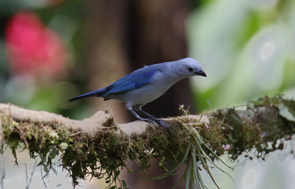 ecuadorbirdphotographytours