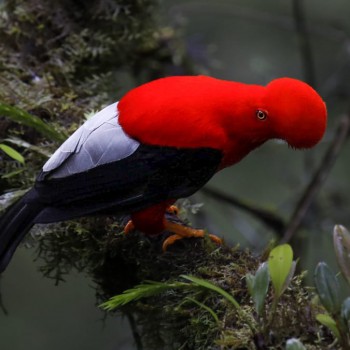 andean cock of the rock bird photo