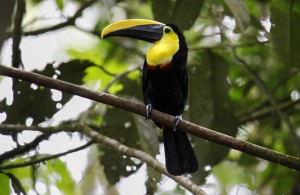 ecuador bird photography tours