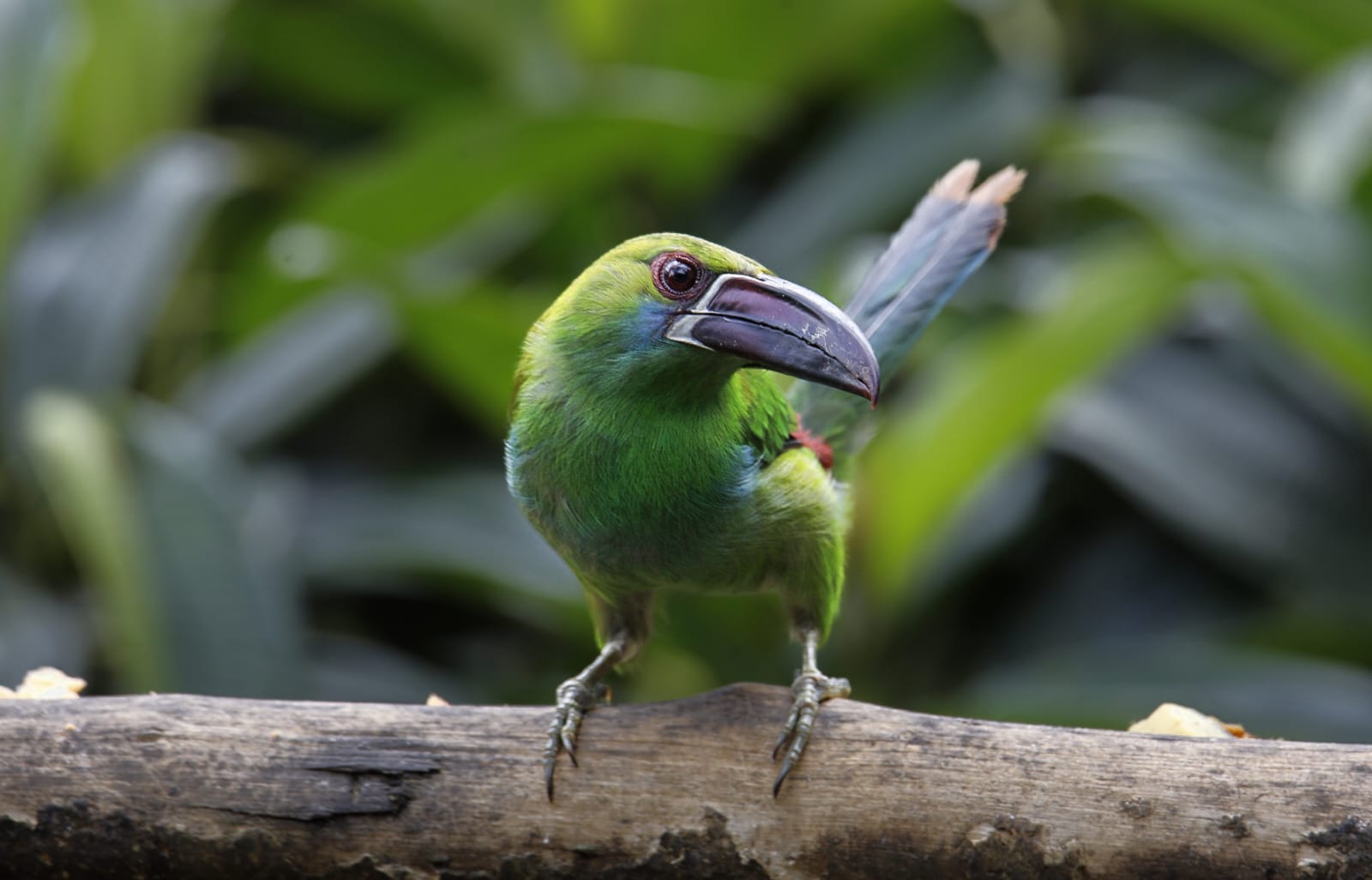 ecuadorbirdphotographytours