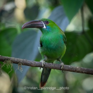 crimsum rumped toucanet