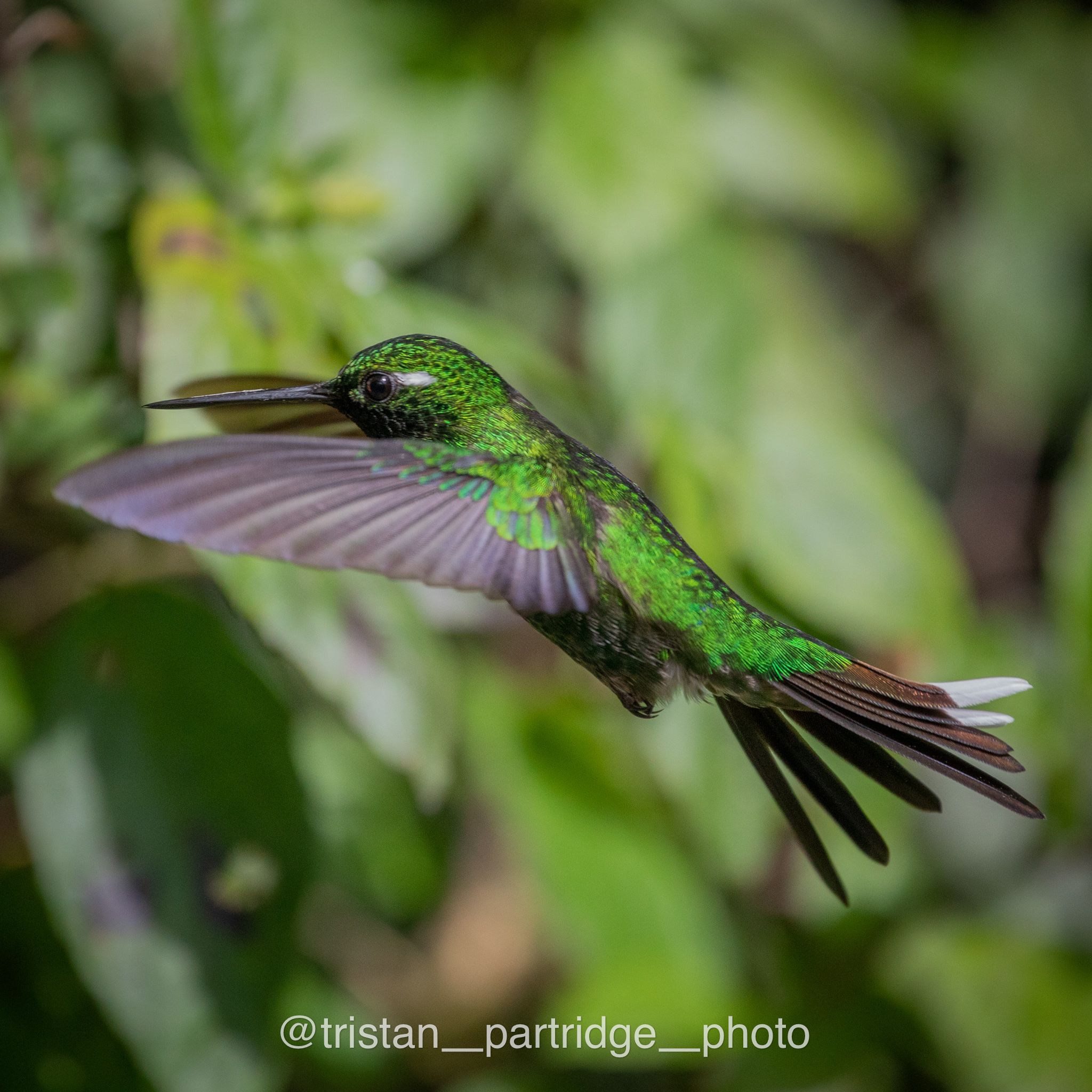 ecuador bird photography tours