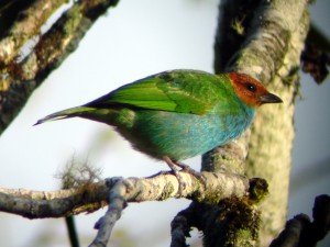 mindo bird tour