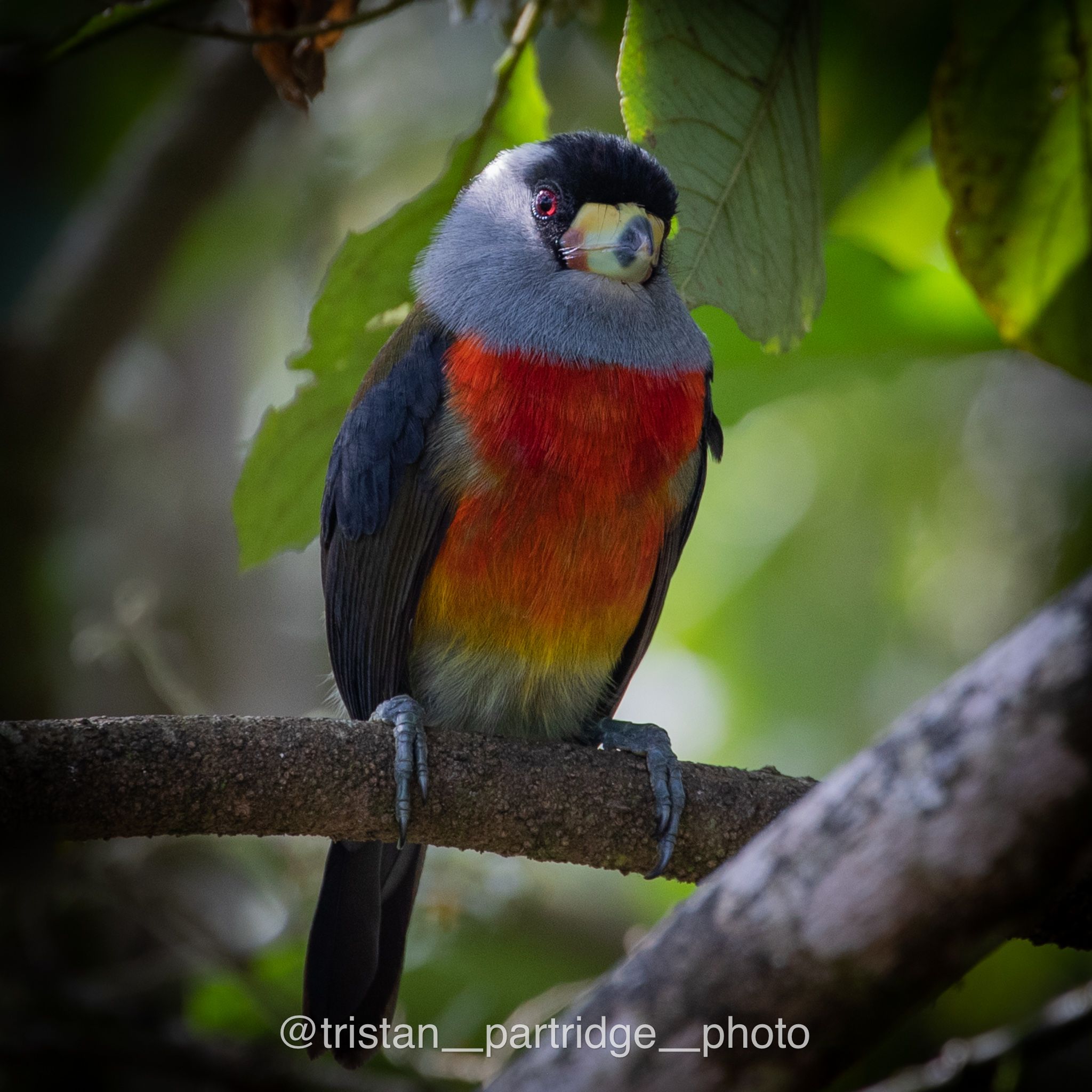ecuadorbirdphotographytours