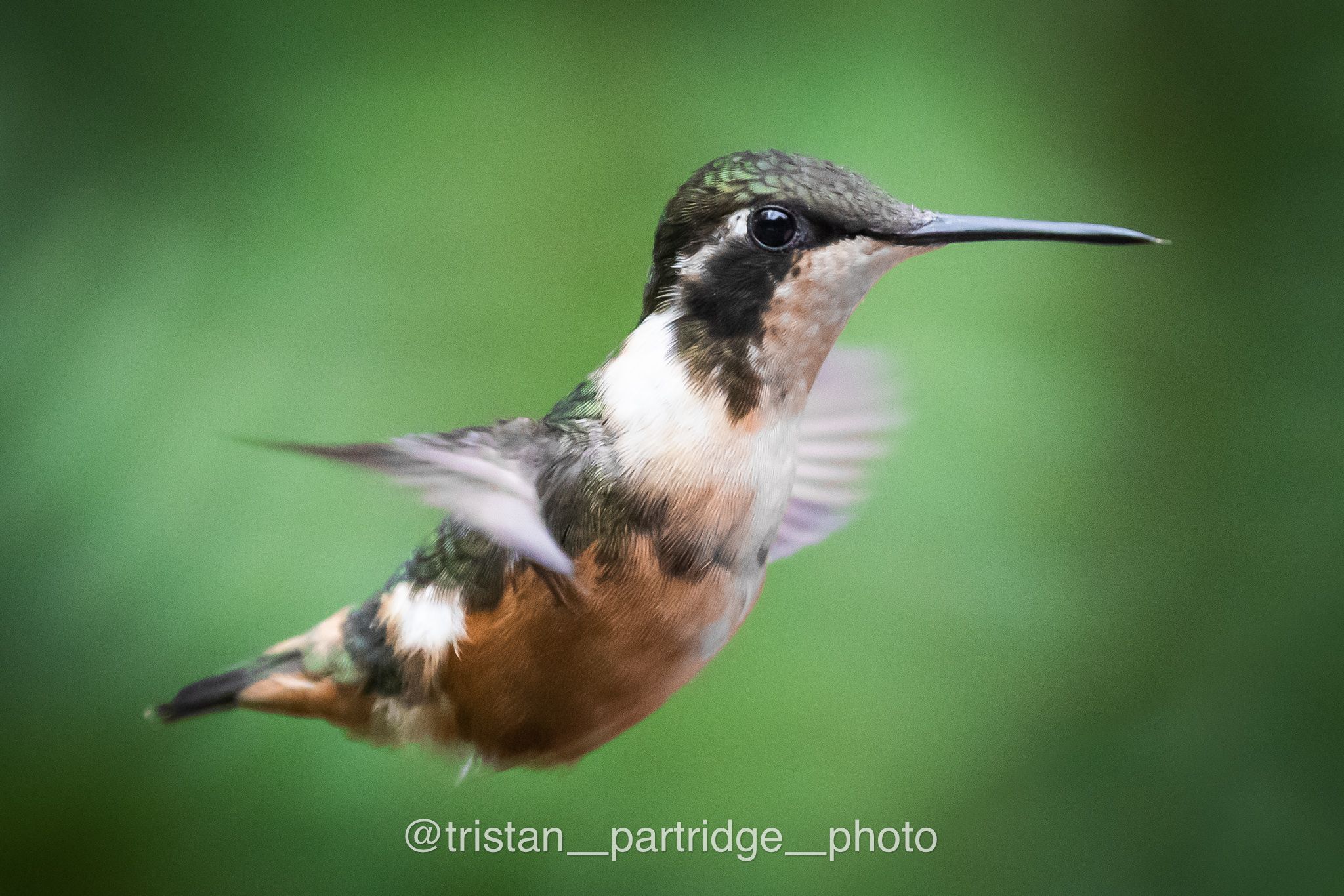 ecuadorbirdphotographytours