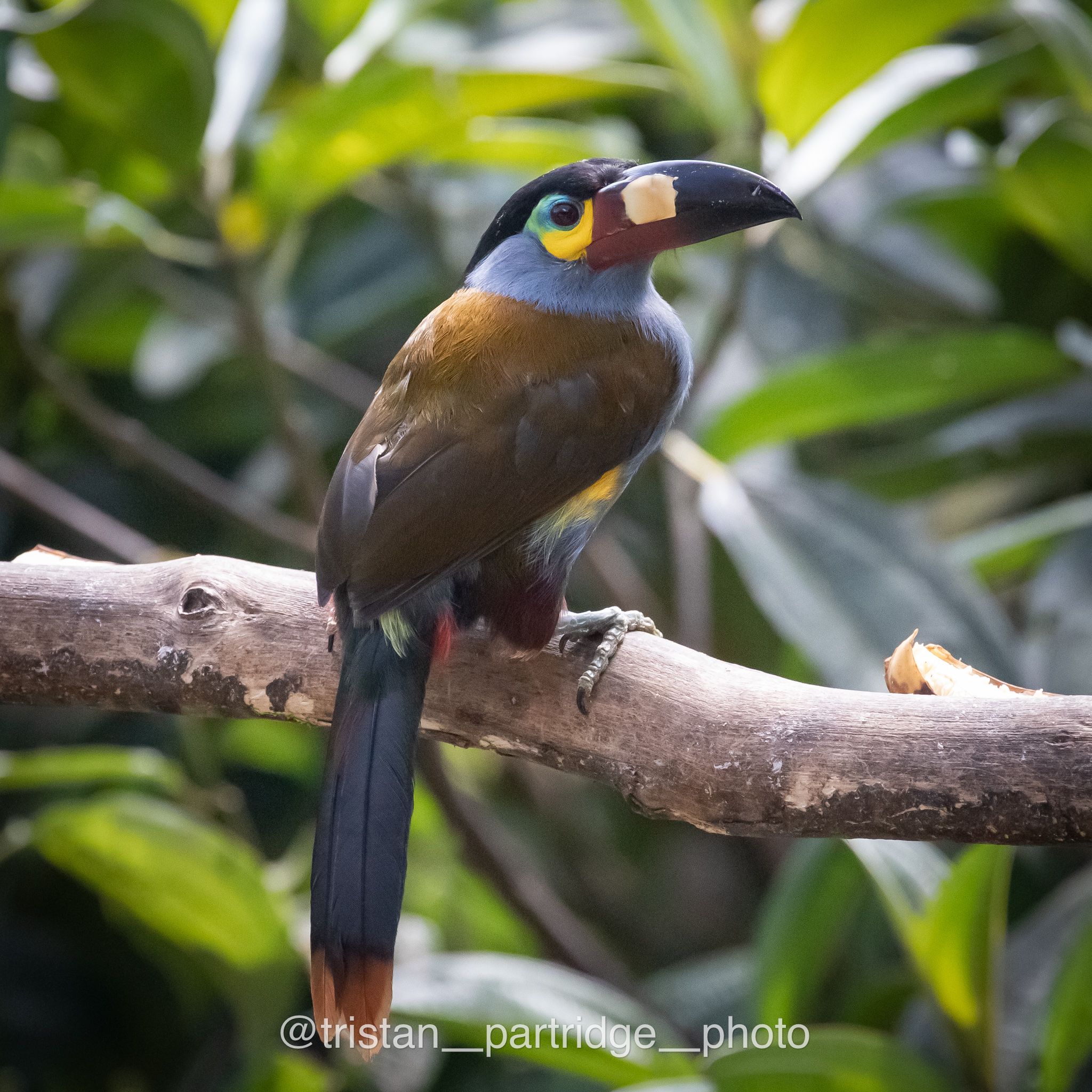 Ecuador Bird Photography Tours