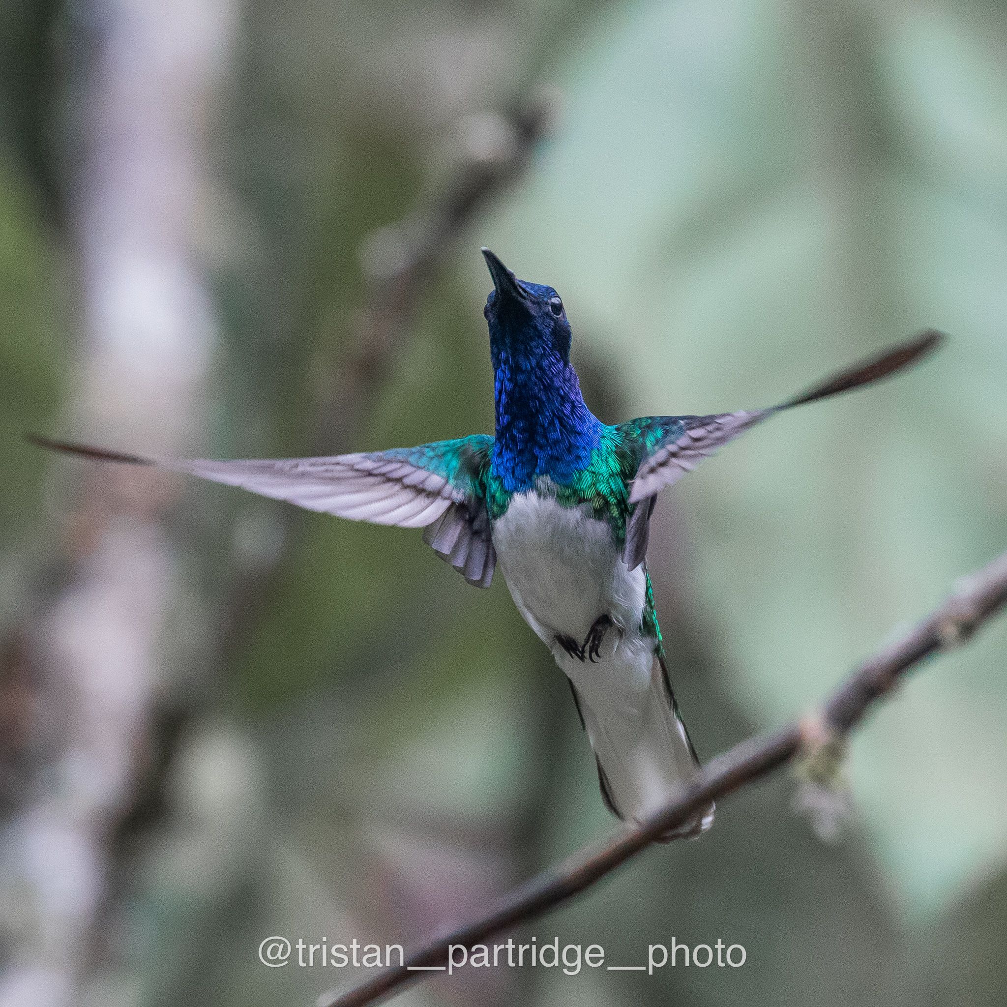 ecuadorbirdphotography