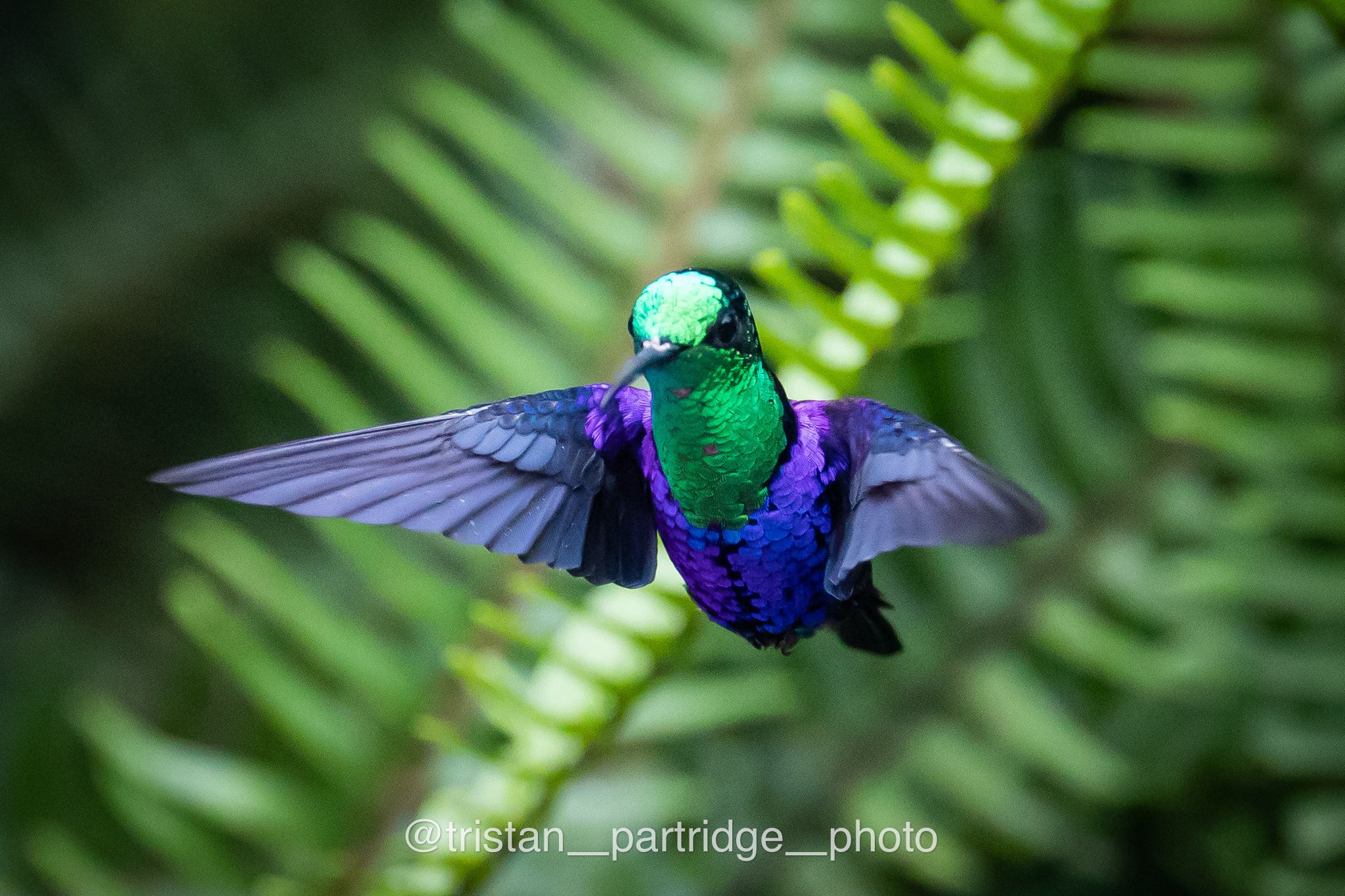 ecuadorbirdphotographytours
