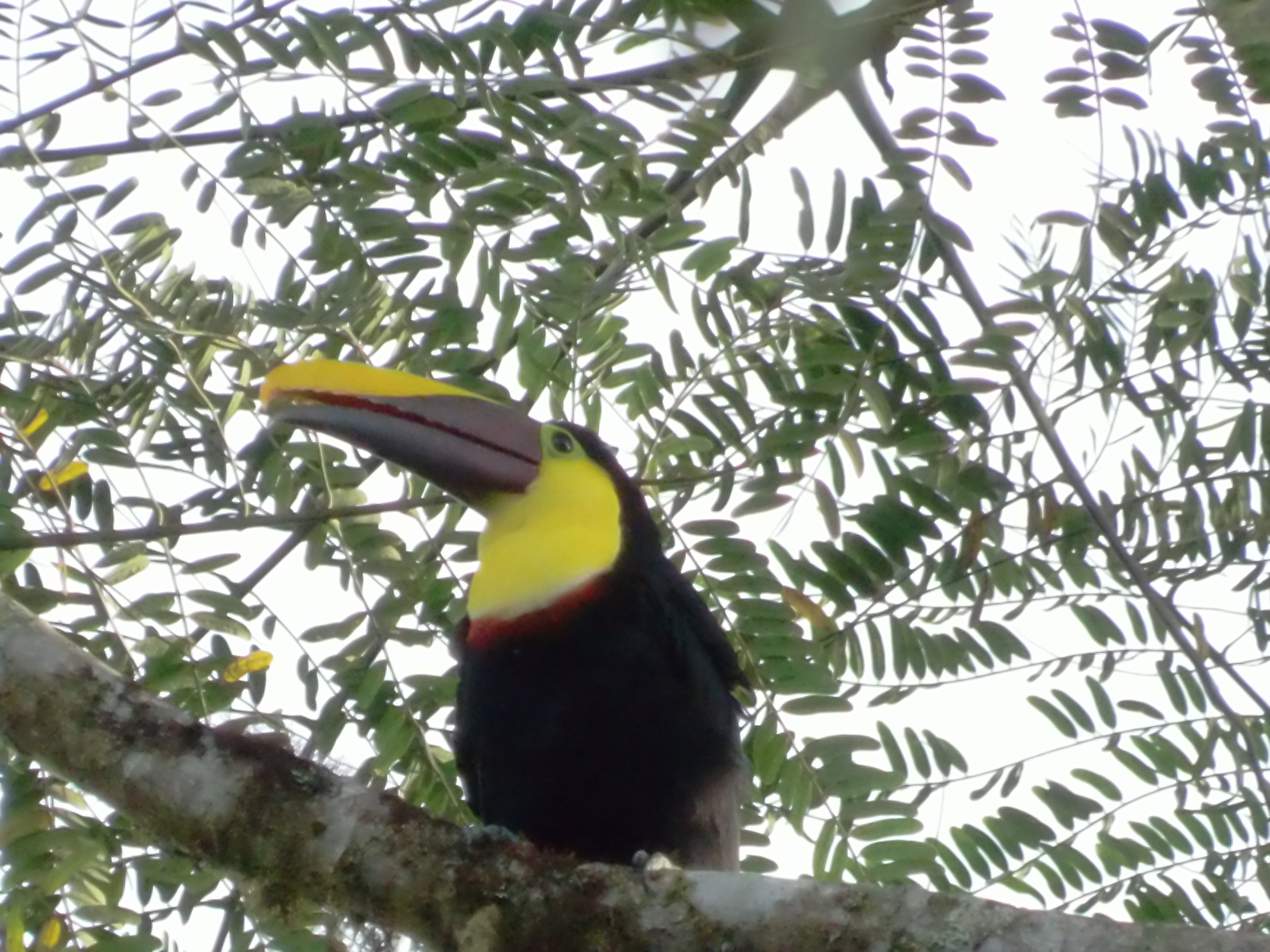 ecuadorbirdphotographytour